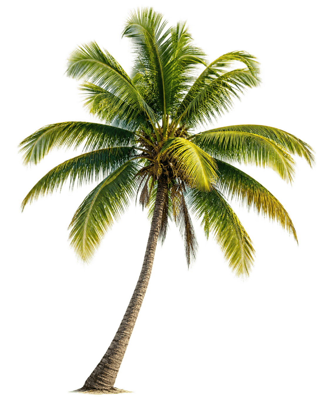 Palmera izquierda